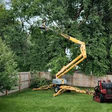 How Our Tree Care Process Works  in Chicago, IL